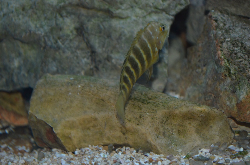 Eretmodus marksmithi 'Kalya'